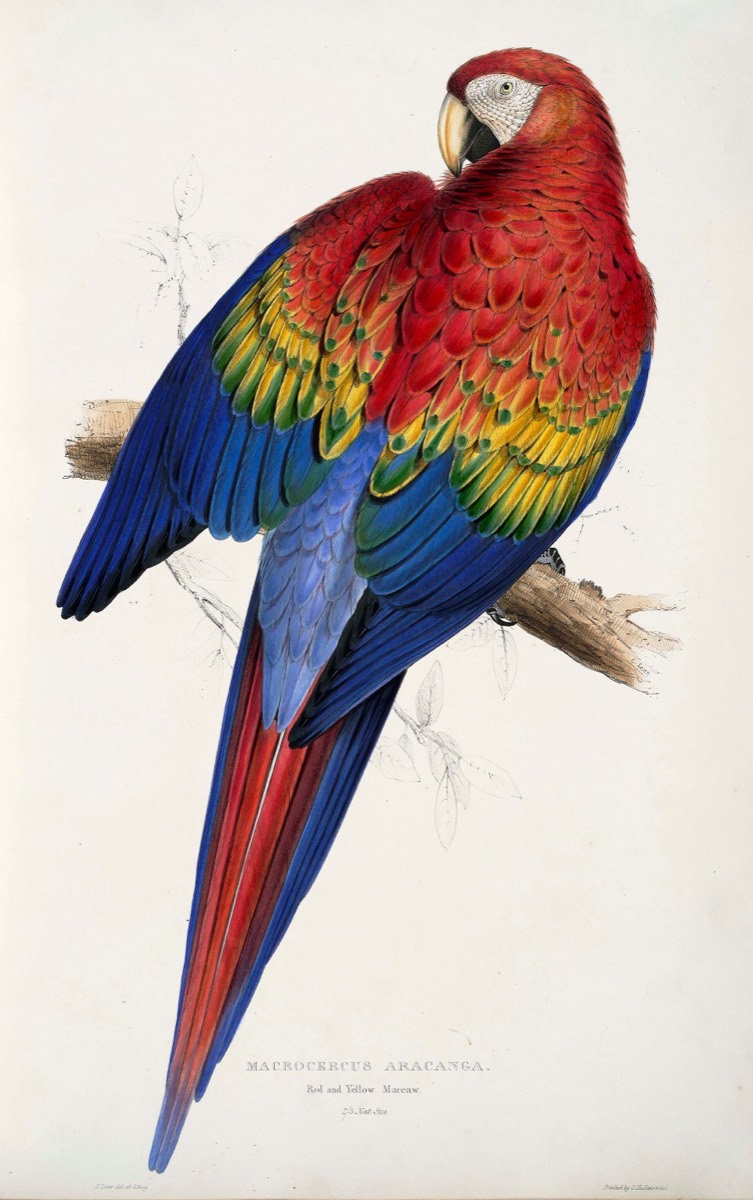 猩红金刚鹦鹉，爱德华·李尔 1832